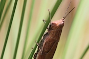 Pyrgomorph Grasshopper (Pyrgomorphidae sp)